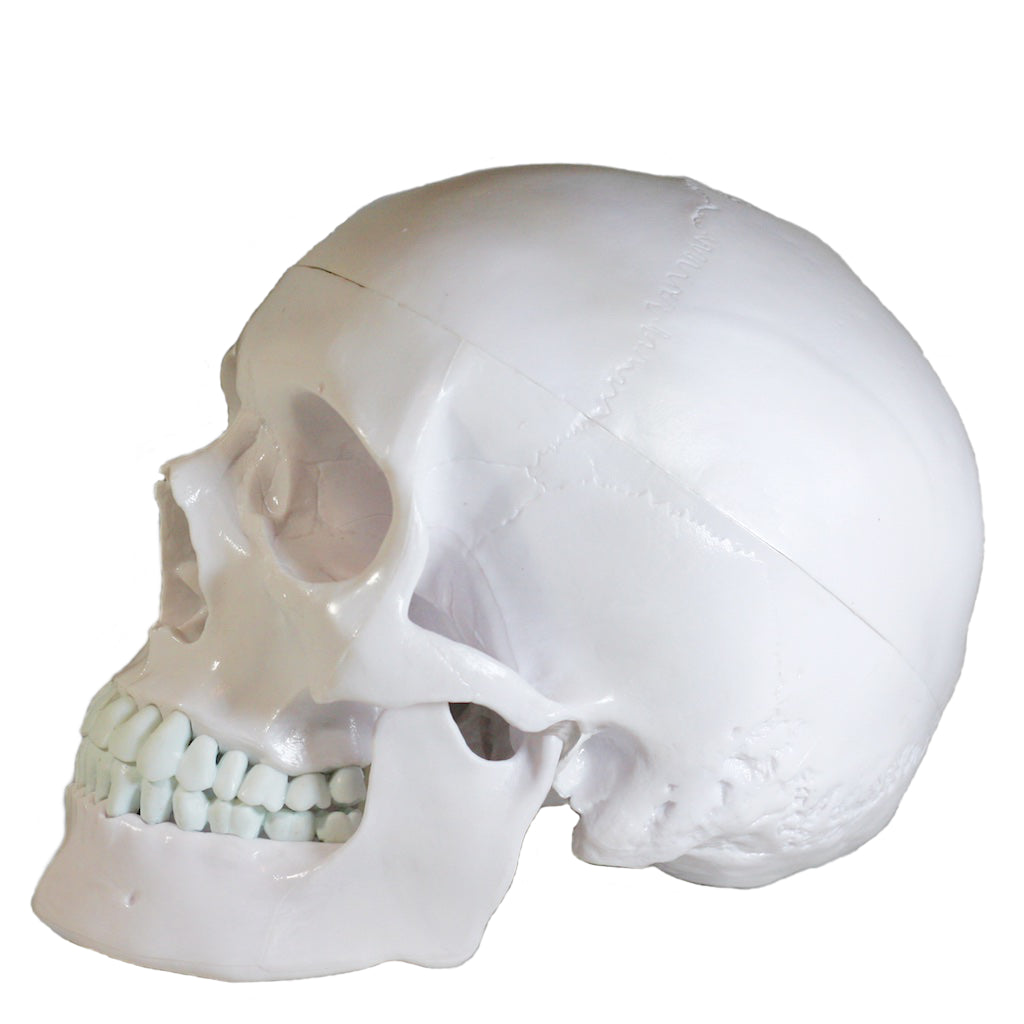 Yundxi Modèle 1: 1 Crâne Humain en Résine Enseignement Anatomique, Crâne de  décoration, Entraînement médical, Fête Halloween (Blanc) : :  Commerce, Industrie et Science
