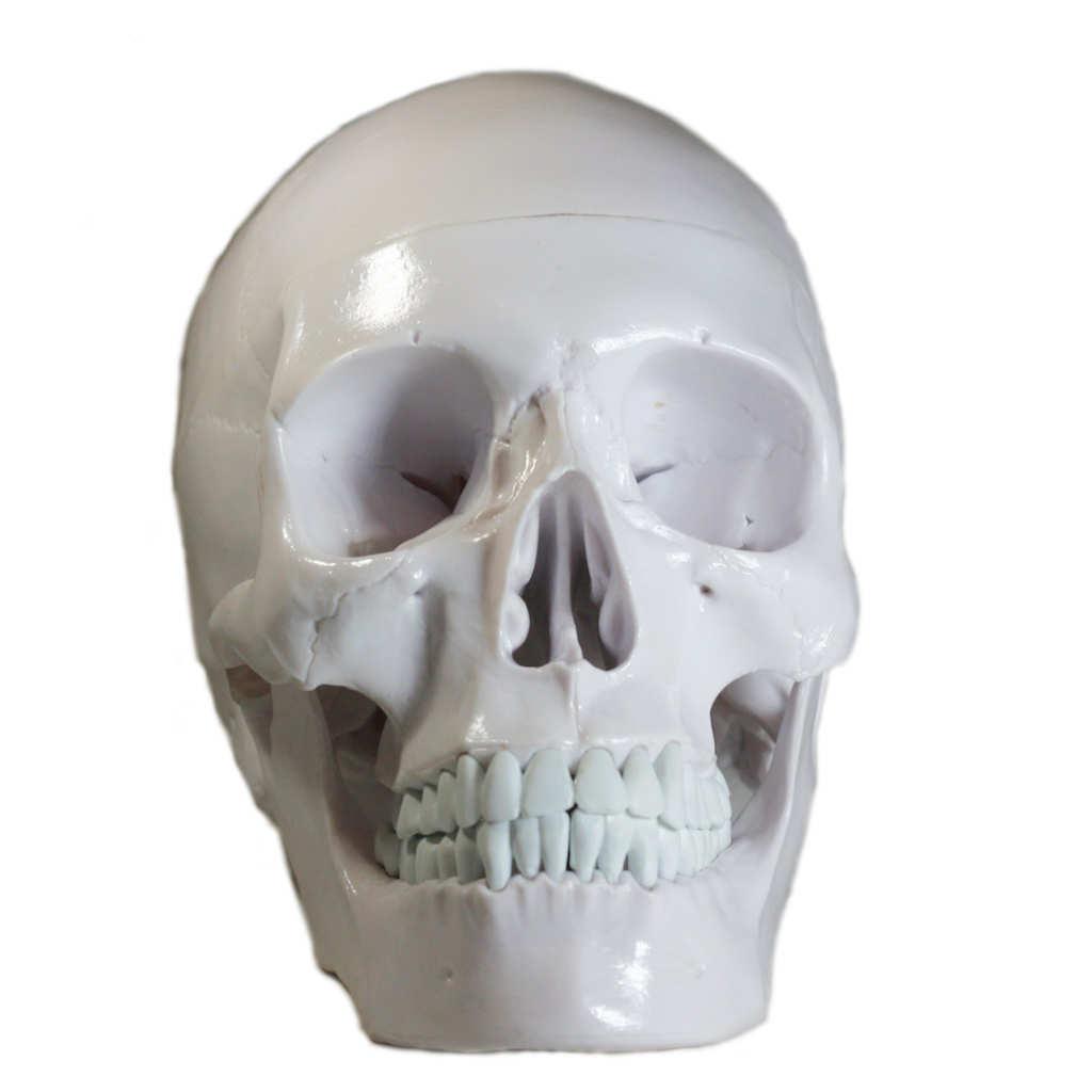 Yundxi Modèle 1: 1 Crâne Humain en Résine Enseignement Anatomique, Crâne de  décoration, Entraînement médical, Fête Halloween (Blanc) : :  Commerce, Industrie et Science