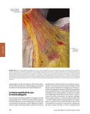 Atlas fonctionnel du système fascial humain (Carla Stecco)