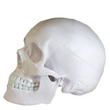 Crâne humain en résine blanc standard