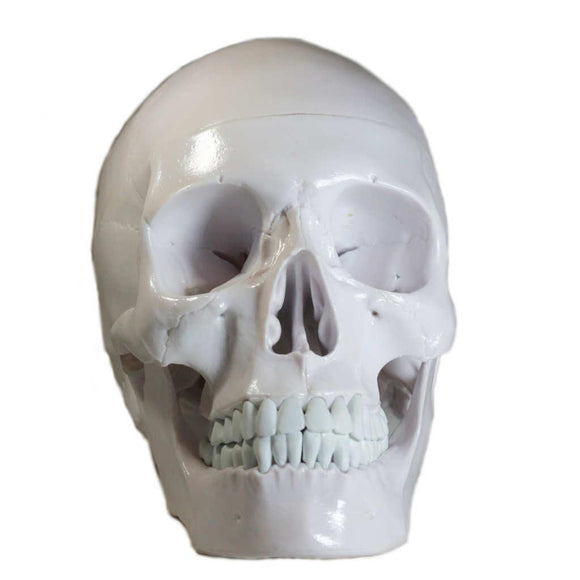 Crâne humain en résine blanc standard