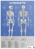 Le squelette humain - 10 Posters (50x70cm)