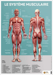 Le système musculaire humain - Poster (50x70cm)