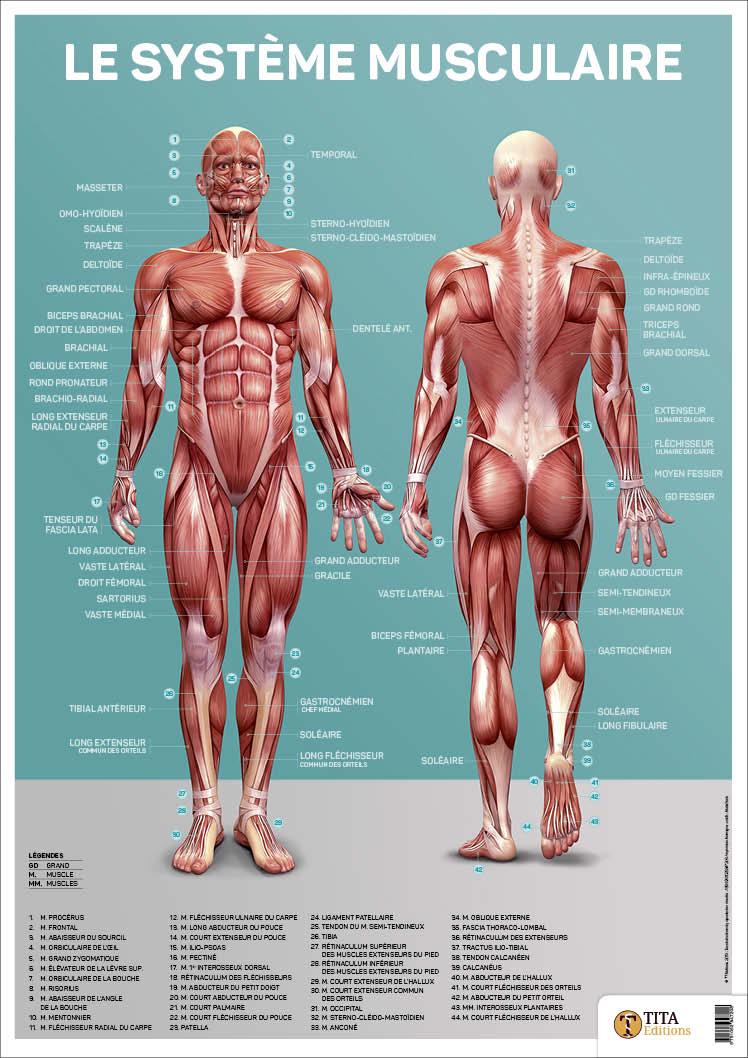 poster du système musculaire humain sur fond vert